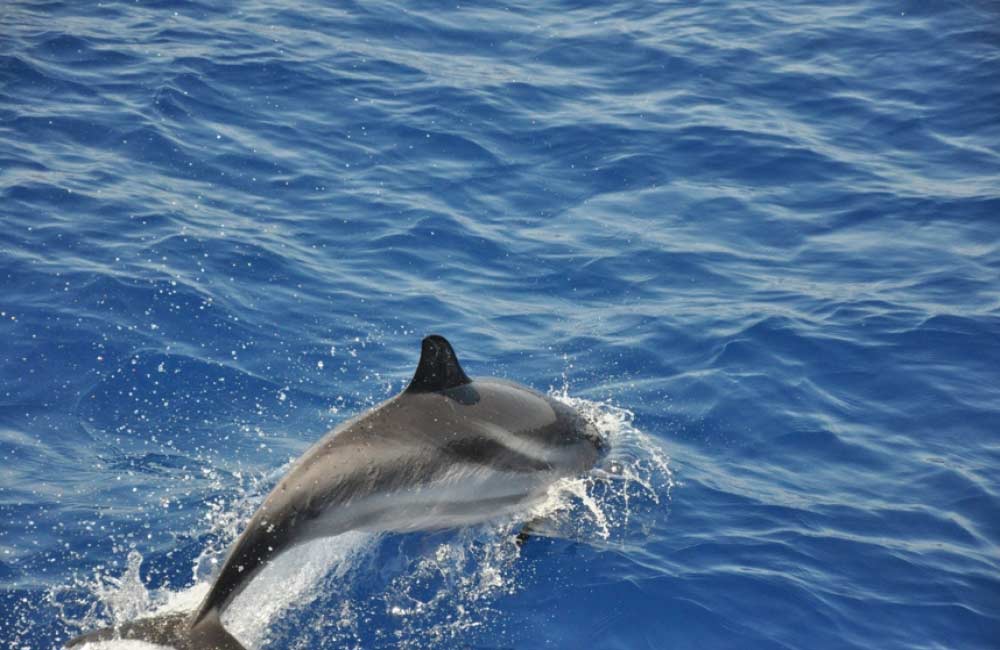 Delfin Grecja